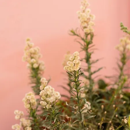 St.mammas Traditional 梅萨雷亚