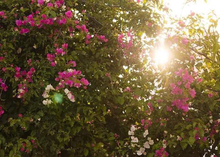 St.mammas Traditional Tatil Evi