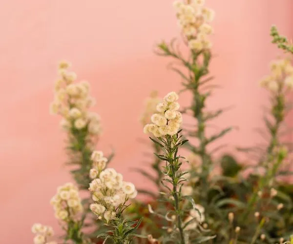 St.mammas Traditional Mesariá