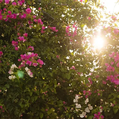 St.mammas Traditional Hébergement de vacances